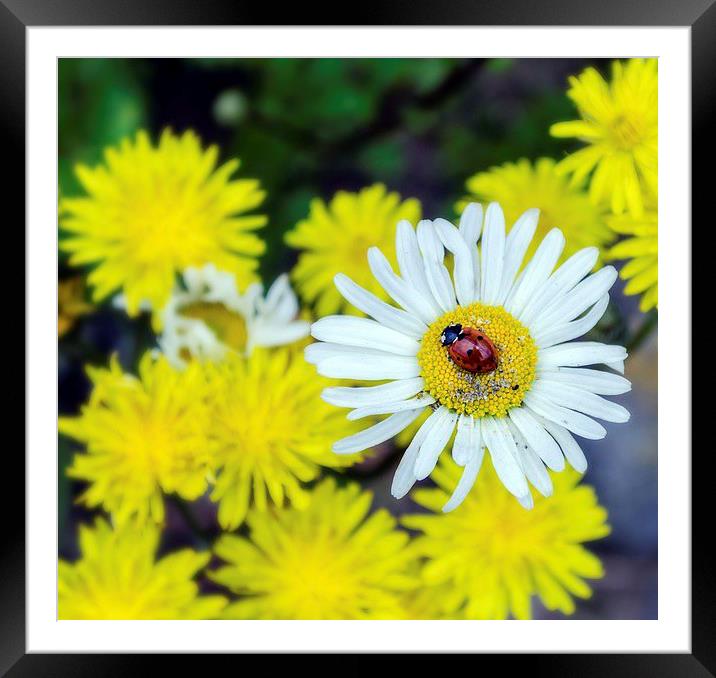 Ladybird on a daisy Framed Mounted Print by Mark Hobbs