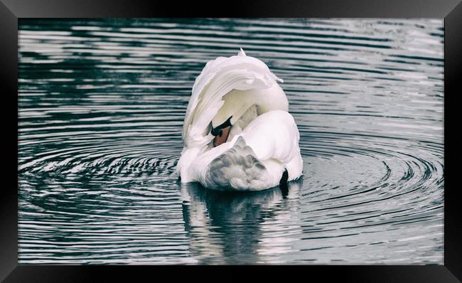 Mute Swan Framed Print by Mark Hobbs