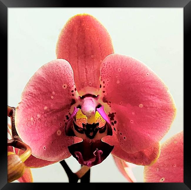 ORCHID BEAUTY Framed Print by len milner