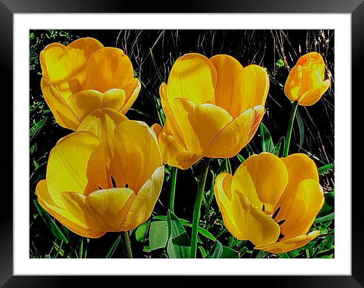 FIVE YELLOW TULIPS Framed Mounted Print by len milner