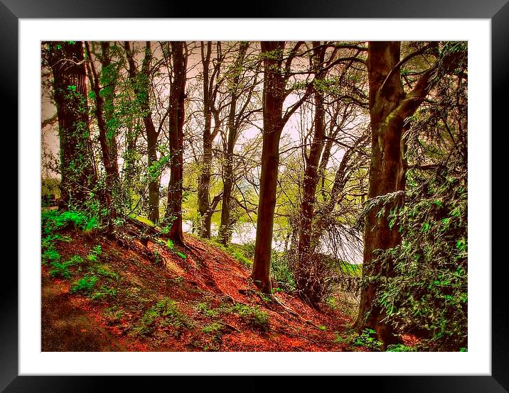 THROUGH THE TREES  Framed Mounted Print by len milner