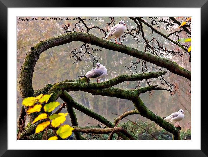 GULLS ON HIGHER PERCHES  Framed Mounted Print by len milner