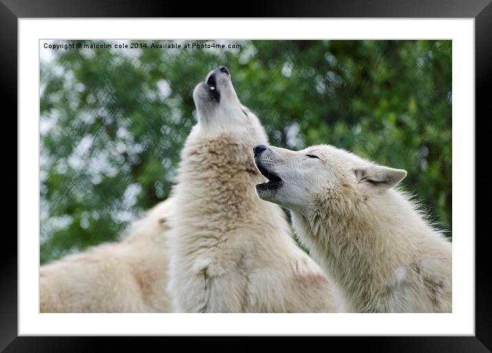 The howling pack Framed Mounted Print by malcolm cole