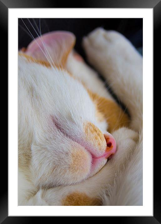 sleeping cat Framed Mounted Print by Eric Fouwels