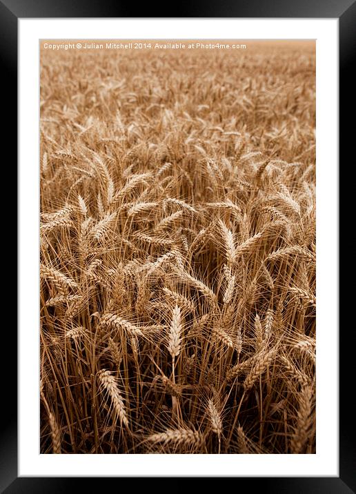 Corn Framed Mounted Print by Julian Mitchell