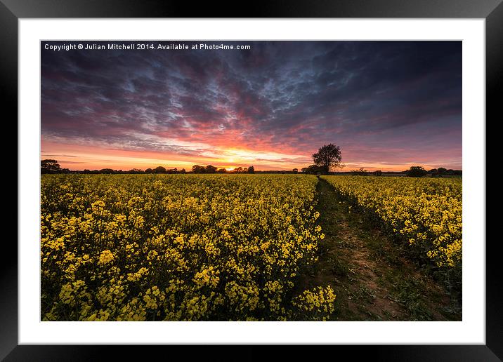 Golden Harvest Framed Mounted Print by Julian Mitchell