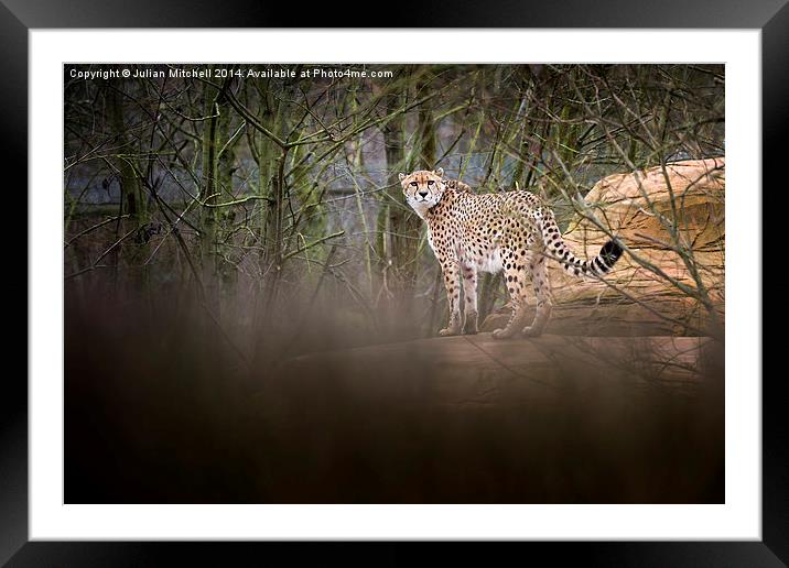 Cheetah Framed Mounted Print by Julian Mitchell