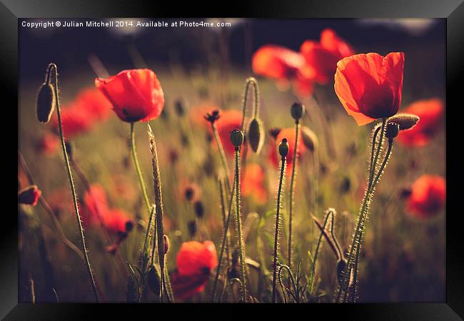 Poppies Framed Print by Julian Mitchell