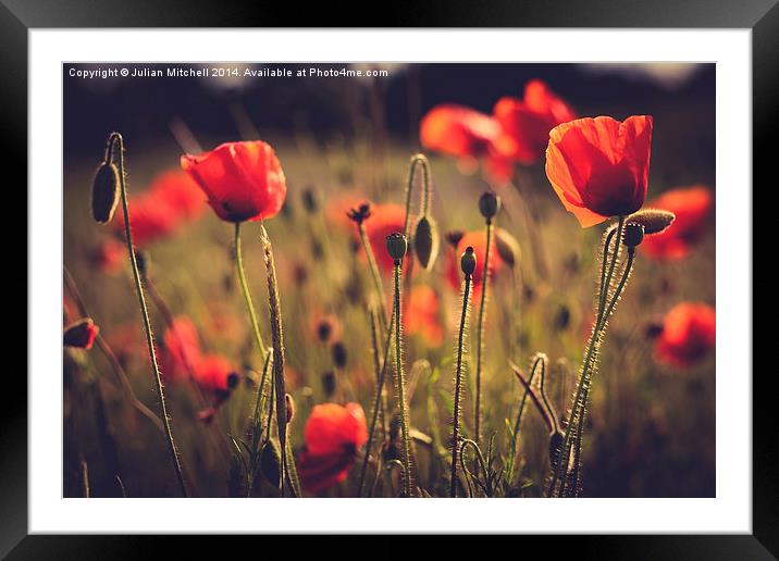 Poppies Framed Mounted Print by Julian Mitchell
