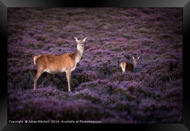 Deer on Dunwich Heath Framed Print by Julian Mitchell