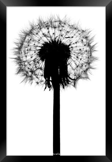 Dandelion Framed Print by Julian Mitchell