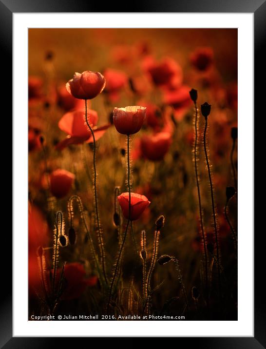 The Poppy Lamp Framed Mounted Print by Julian Mitchell