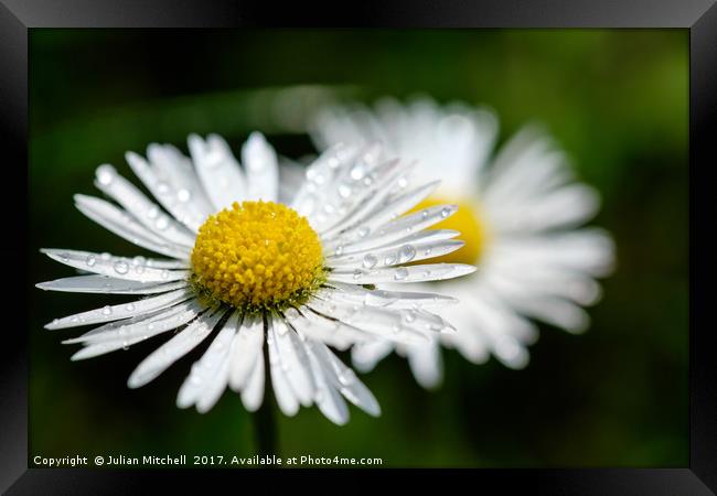 Daisies Framed Print by Julian Mitchell
