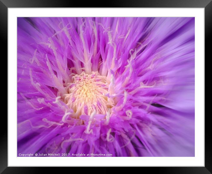 Purple Burst Framed Mounted Print by Julian Mitchell