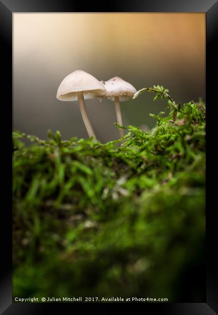 Mushrooms Framed Print by Julian Mitchell
