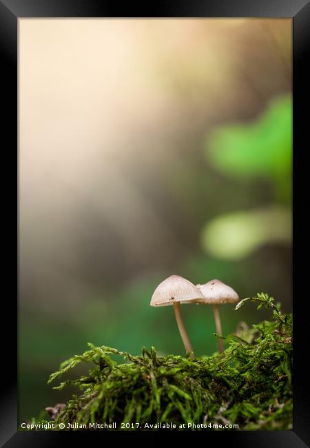 Mushrooms Framed Print by Julian Mitchell