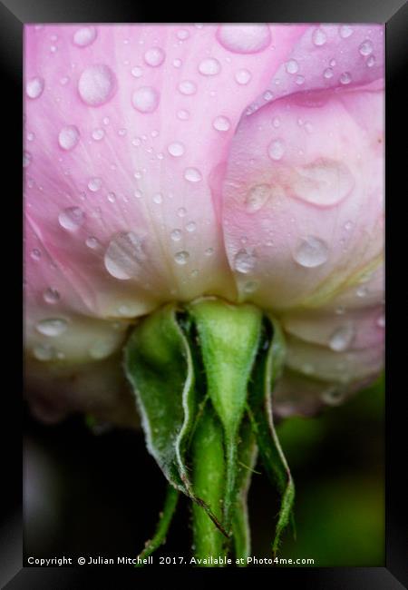 Rose after the rain Framed Print by Julian Mitchell