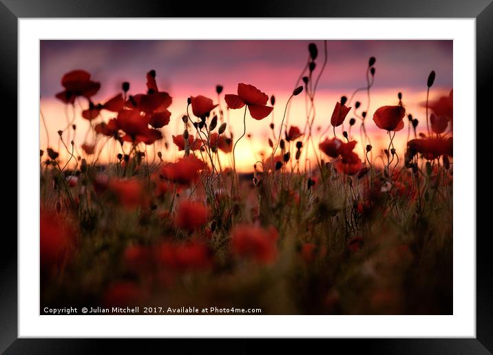 Poppies Framed Mounted Print by Julian Mitchell