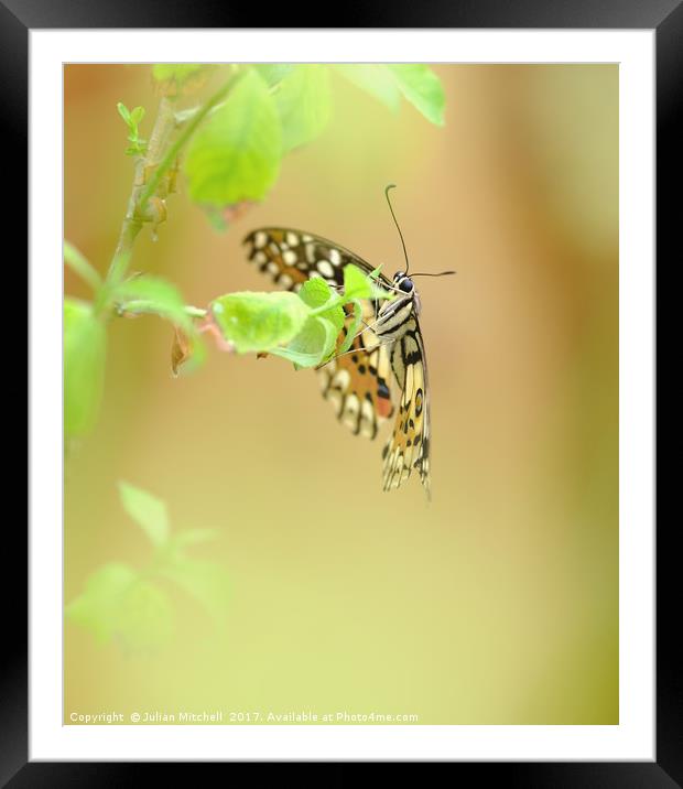 Butterfly Framed Mounted Print by Julian Mitchell