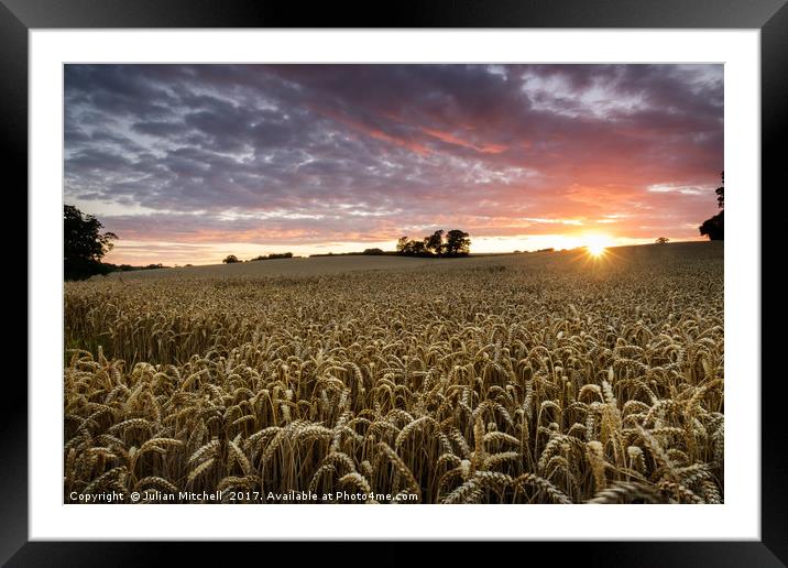 Sunset over the crop Framed Mounted Print by Julian Mitchell