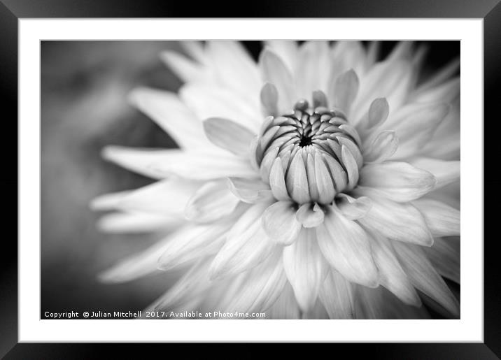 Dhalia in Black & White Framed Mounted Print by Julian Mitchell