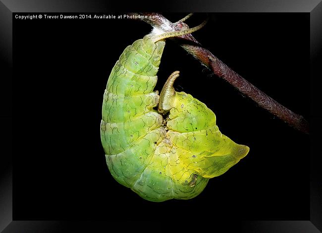 Caterpillar turning into chrysalis Framed Print by Trevor Dawson