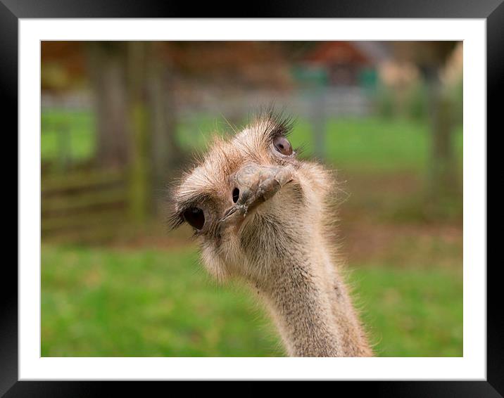 Who are you looking at Framed Mounted Print by Trevor Dawson