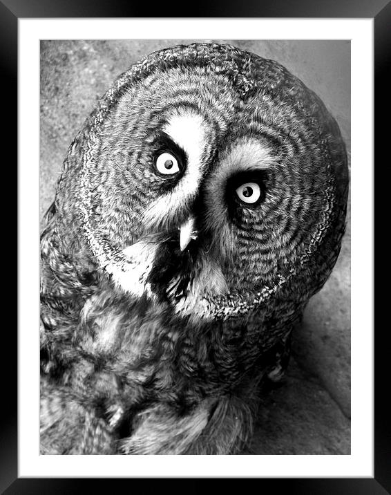 Black and White Owl Framed Mounted Print by