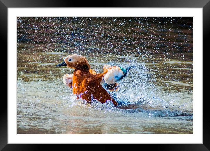 Duck Splash Framed Mounted Print by