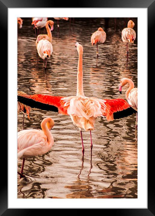 Flamingo Framed Mounted Print by