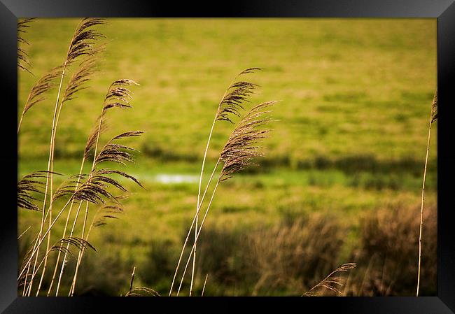 Golden Landscape Framed Print by