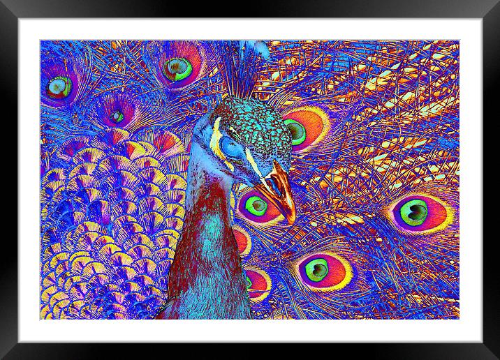 Peacock Framed Mounted Print by Matthew Lacey