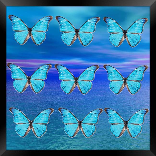 Blue Butterflies Framed Print by Matthew Lacey