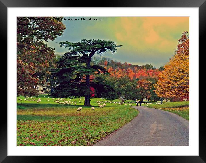 Autumn walk Framed Mounted Print by Jason Williams