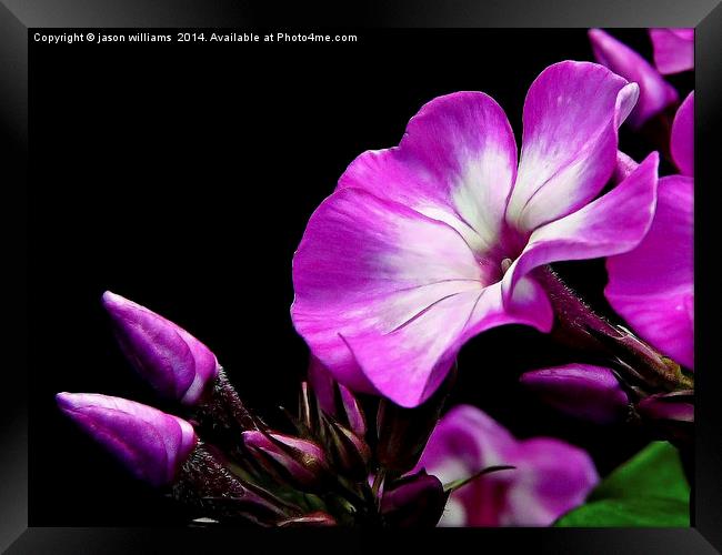 Purple Kiss Garden Phlox Framed Print by Jason Williams
