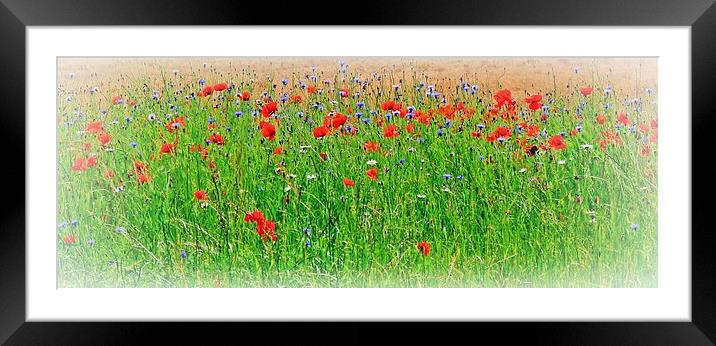 Wild Flowers Framed Mounted Print by Jason Williams