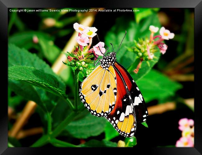 Plain Tiger Butterfly-Danaus chrysippus. Framed Print by Jason Williams