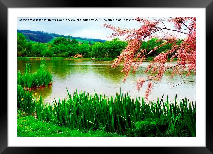 A Splash of Pink Framed Mounted Print by Jason Williams