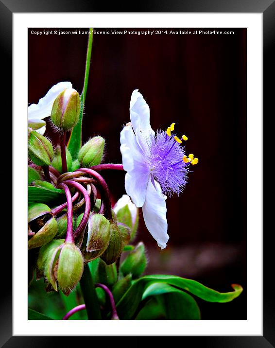 Tradescantia (Spiderwort) andersoniana Osprey Framed Mounted Print by Jason Williams