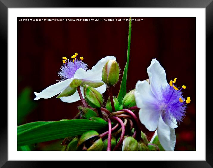 Tradescantia (Andersoniana Group) #2 Landscape Framed Mounted Print by Jason Williams