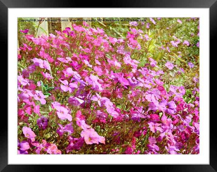  Aubretia Framed Mounted Print by Jason Williams