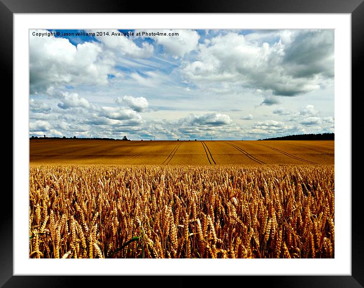 A Golden Harvest.  Framed Mounted Print by Jason Williams