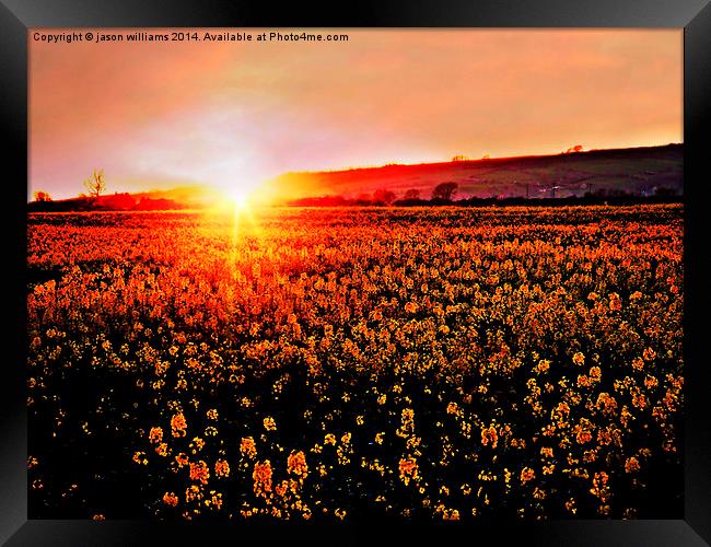  Rapeseed Flowers at Sunset Framed Print by Jason Williams