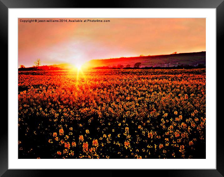 Rapeseed Flowers at Sunset Framed Mounted Print by Jason Williams