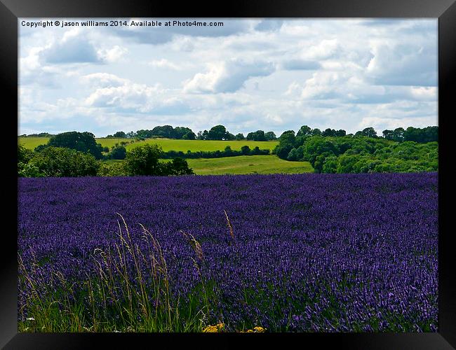 Cotswold Lavender & Landscape  Framed Print by Jason Williams