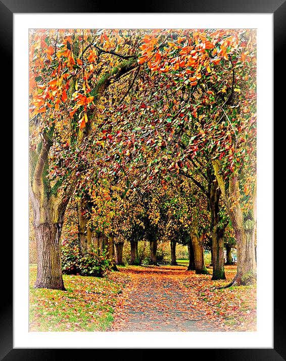  Autumn Avenue Framed Mounted Print by Jason Williams