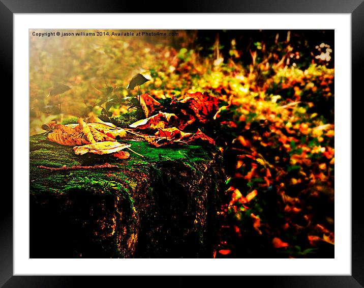 Richness of Autumn.  Framed Mounted Print by Jason Williams