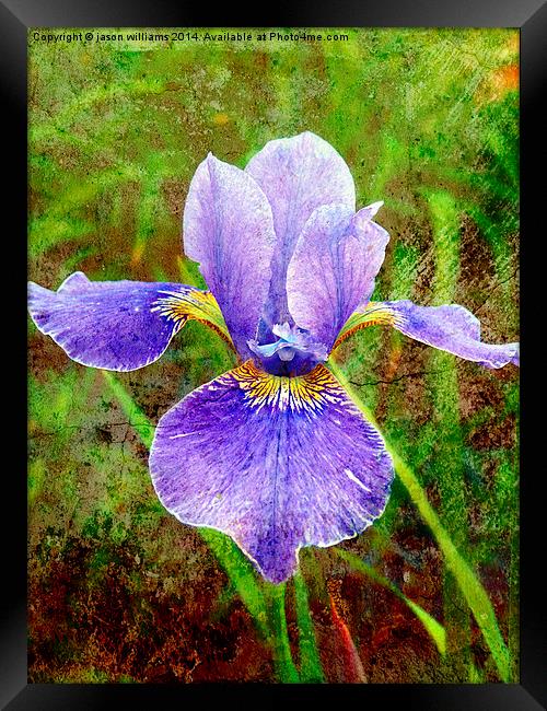  Iris Framed Print by Jason Williams