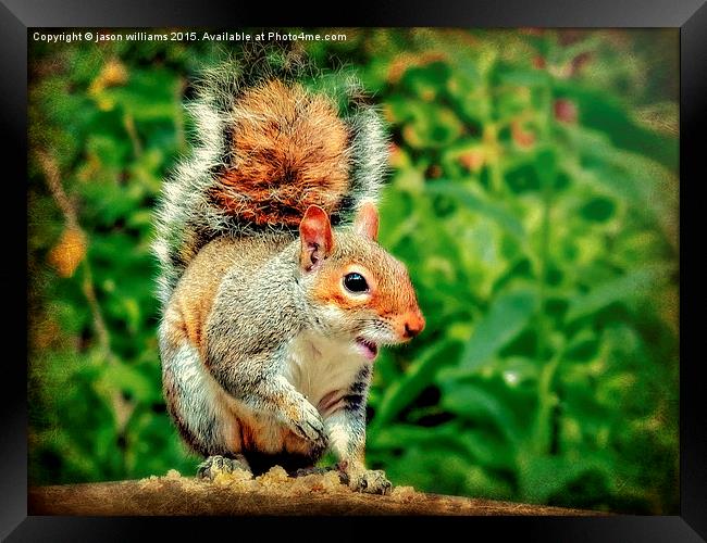 Cheeky Grey Squirrel  Framed Print by Jason Williams