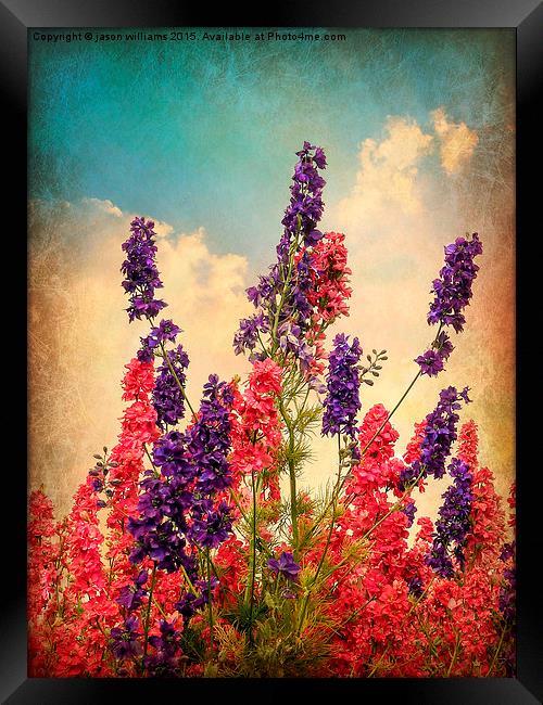  Delphiniums (Textured) Framed Print by Jason Williams